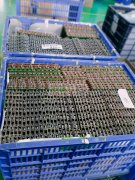 大量线路板后焊外发加工有意者请联系