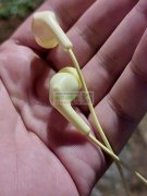 寻找这个耳机u9310000条，实单，联