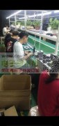 组装包装厂接单
